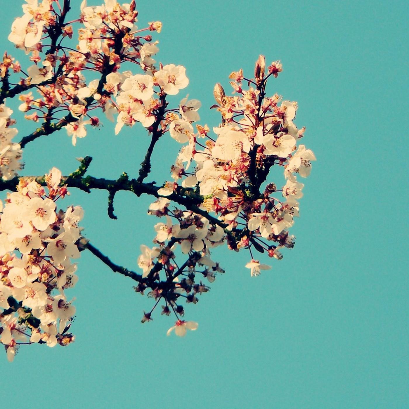 magnolia专辑